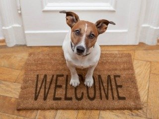 Pets Considered